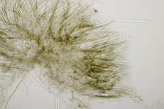 Lophium mytilinum