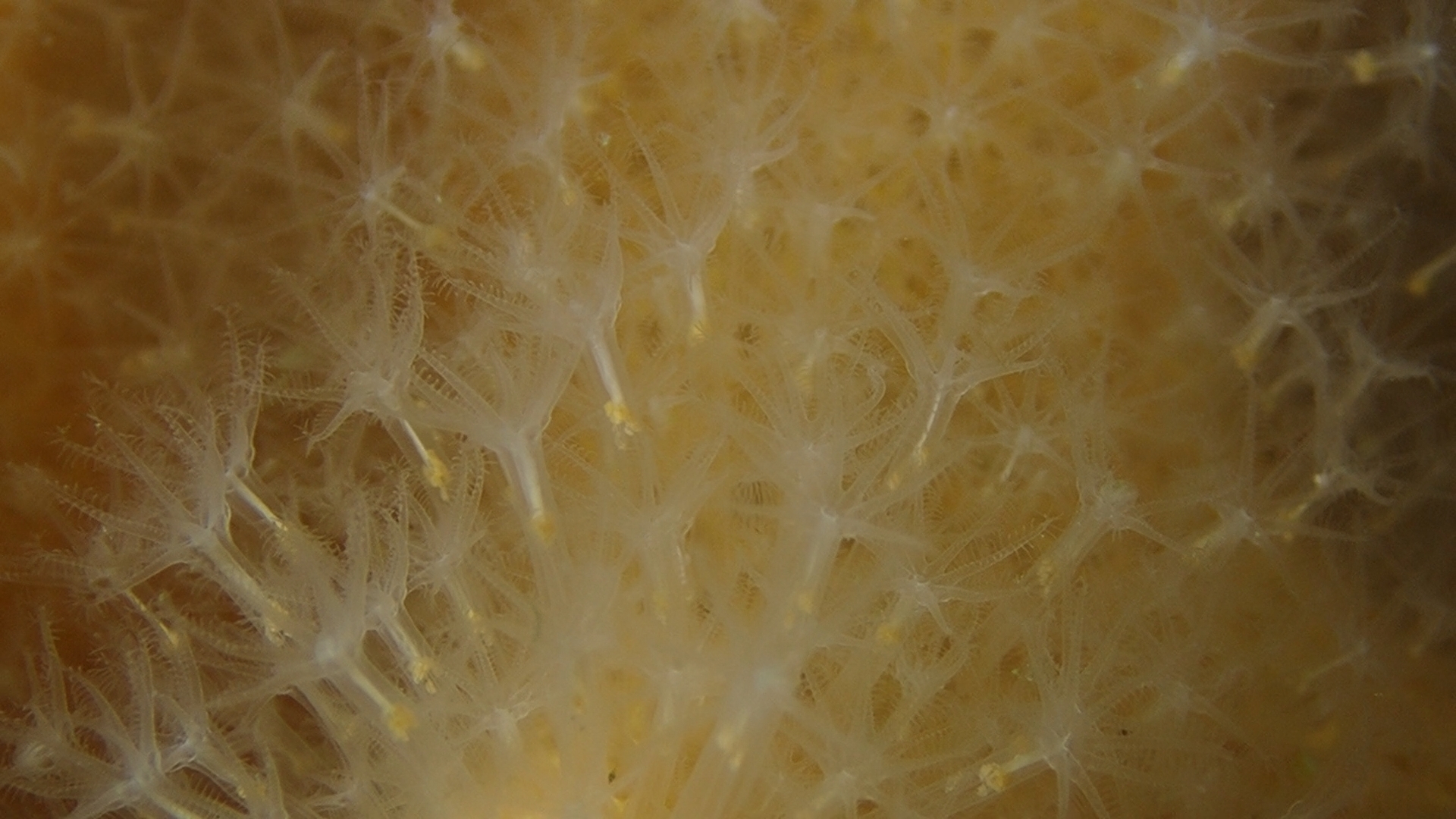 Alcyonium digitatum Linnaeus, 1758