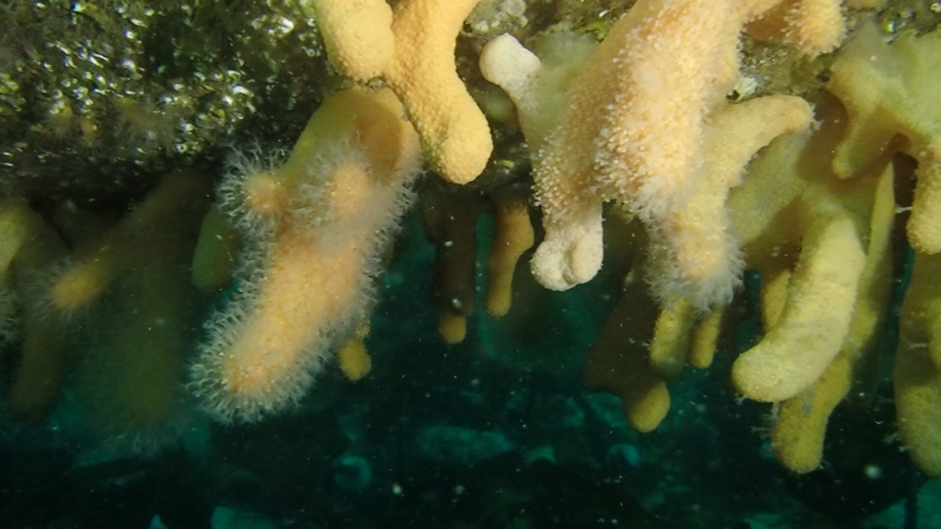 Alcyonium digitatum Linnaeus, 1758