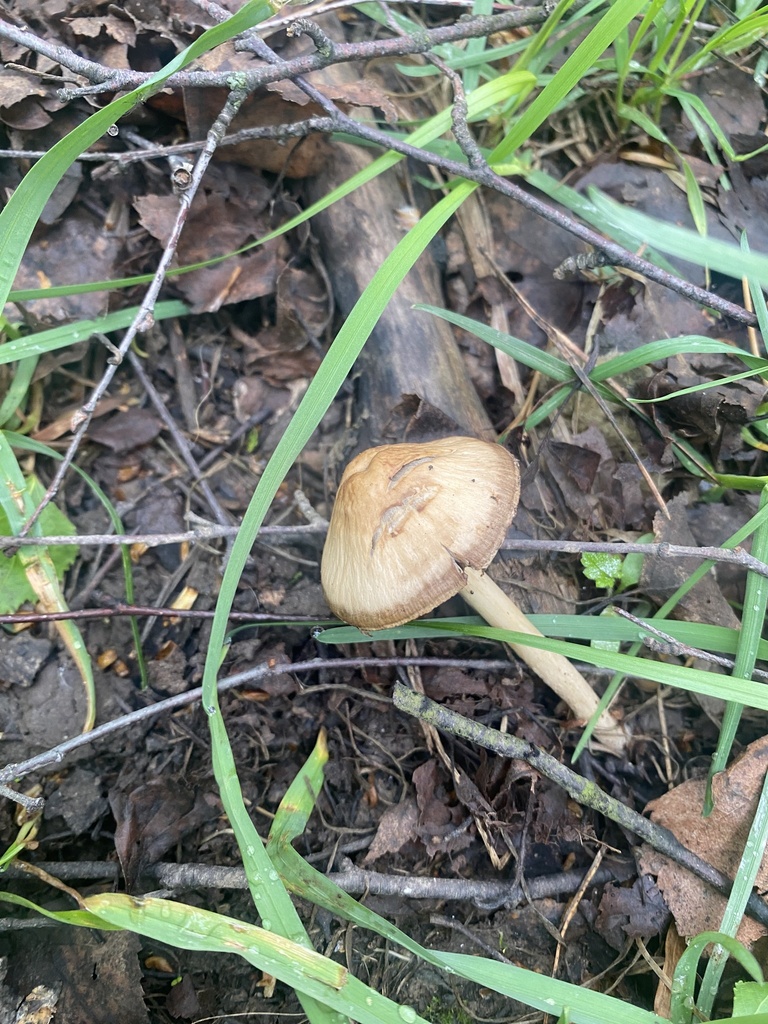 Psathyrella spadiceogrisea · May 2026 · photo: © ilya_rudenko (iNaturalist, cc-by)