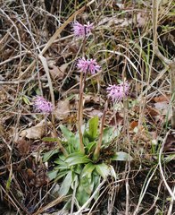Heloniopsis orientalis