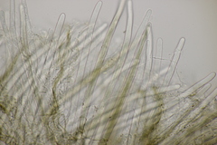 Lophium mytilinum