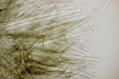 Lophium mytilinum