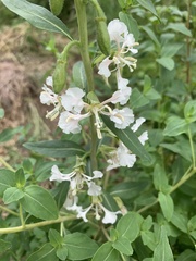 Clarkia unguiculata