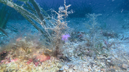 Flabellina affinis