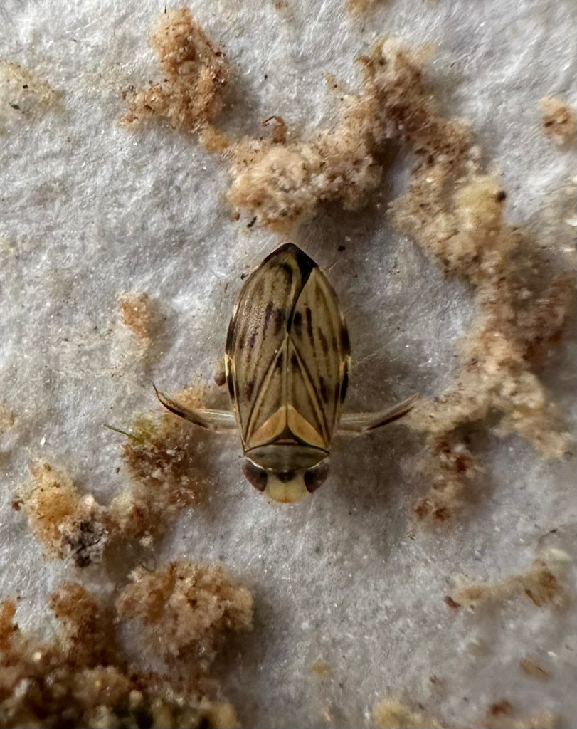 Micronecta Raccolte Micronecta from Cherry La, Belli Park, QLD, AU on May 11, 2026 at 02:37 ...