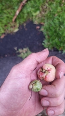 Syzygium alliiligneum