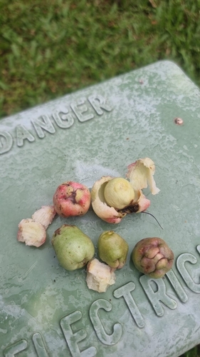 Syzygium alliiligneum, photograph 2
