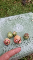 Syzygium alliiligneum, photograph (c) Evert Materman, some rights reserved (CC BY-SA)