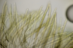 Lophium mytilinum