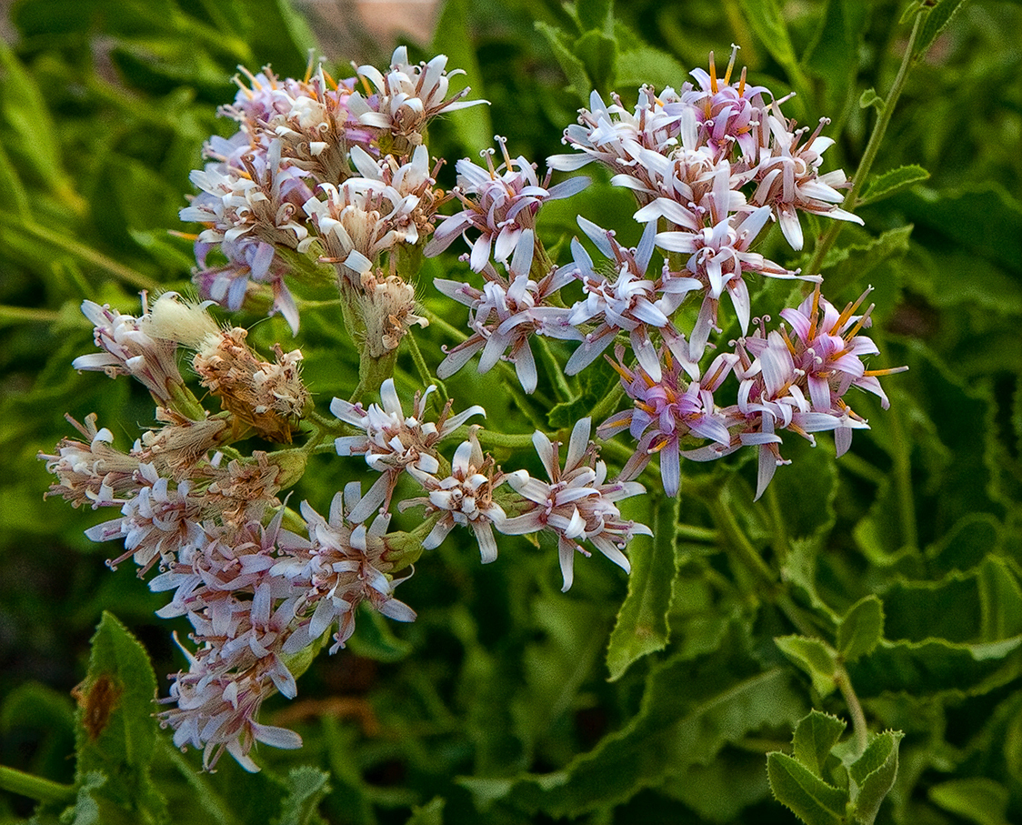 Acourtia wrightii