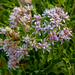 Acourtia wrightii - Photo 由 Richard Reynolds 所上傳的 (c) Richard Reynolds，保留部份權利CC BY-NC