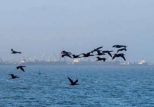 iNaturalist image