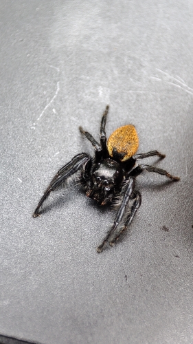 Carrhotus xanthogramma