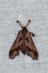 Sacada