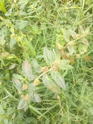 Asthma Plant