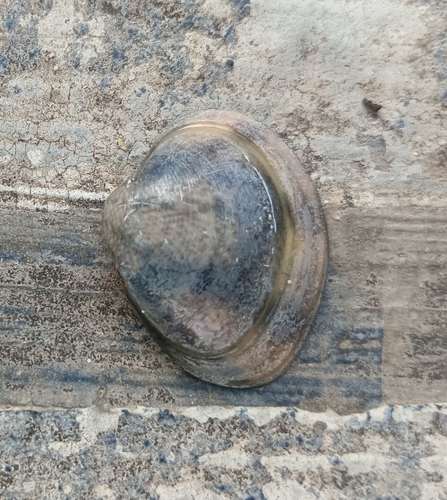 Meretrix casta observed 2026-05-08