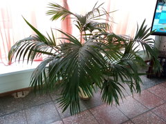 Howea forsteriana