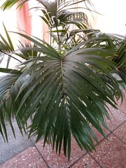 Howea forsteriana
