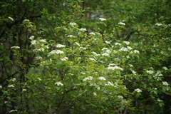 Viburnum