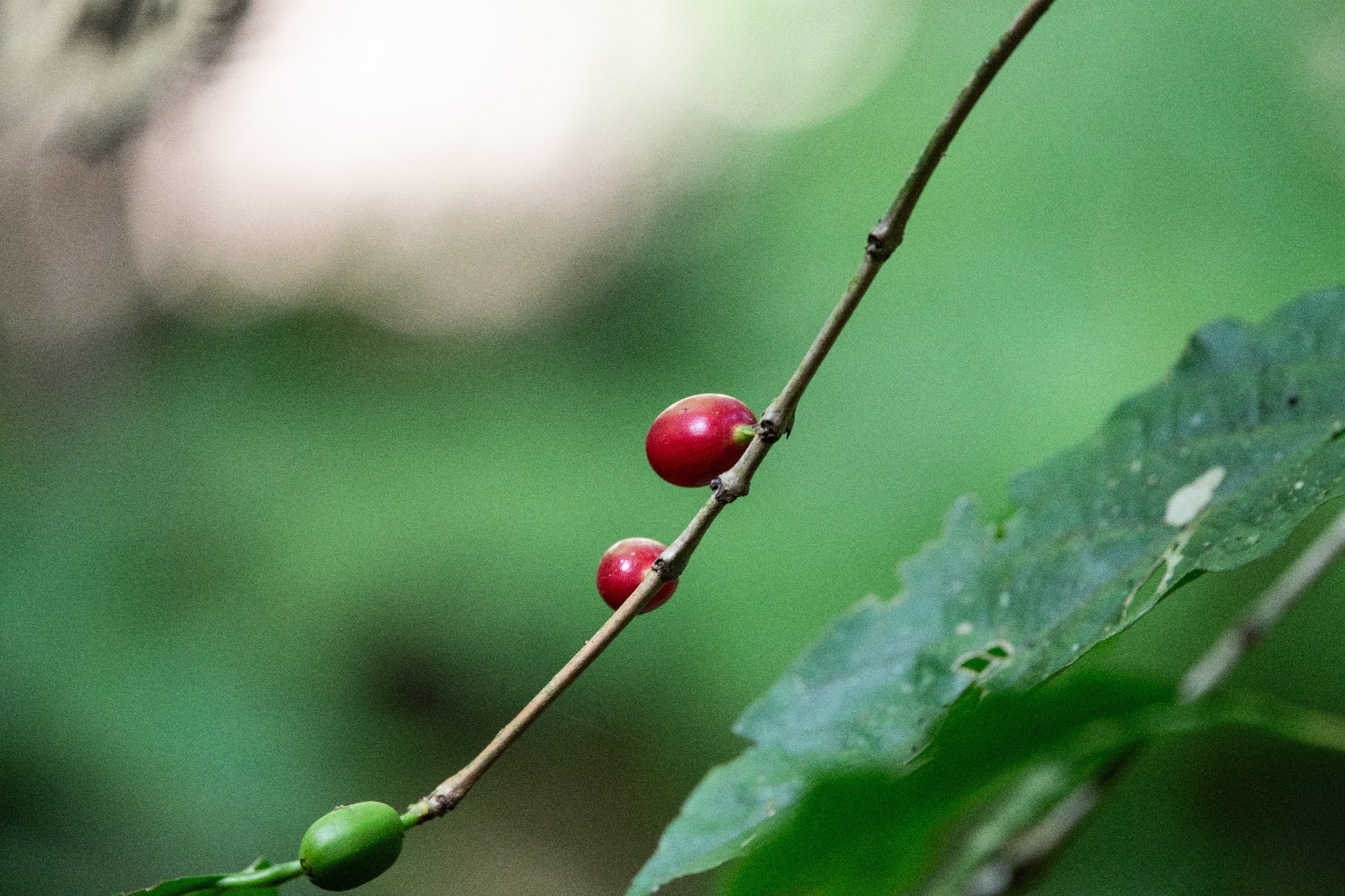Coffea arabica