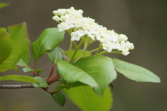 Viburnum