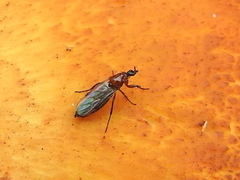 Dilophus tibialis breviceps