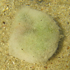 Codium cranwelliae