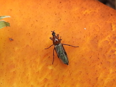 Dilophus tibialis breviceps