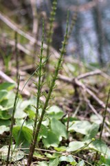 Equisetum × litorale