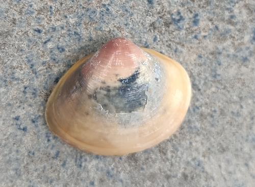 Meretrix casta observed 2026-05-08