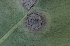 Ramularia cylindroides