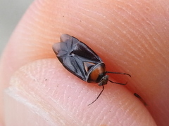 Neocapsus