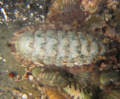 Ischnochiton maorianus