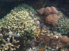 Neoglyphidodon nigroris