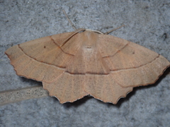 Gerinia honoraria