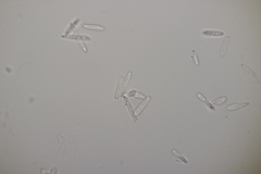 Ramularia cylindroides