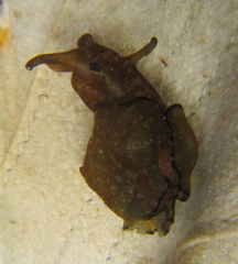 Aplysia concava