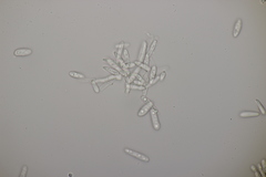 Ramularia cylindroides