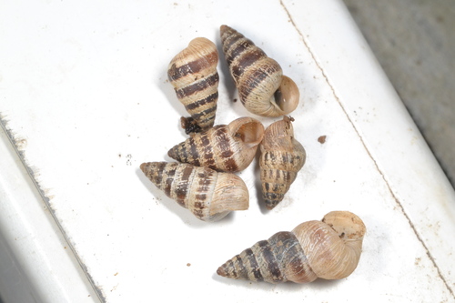 Cochlicella barbara