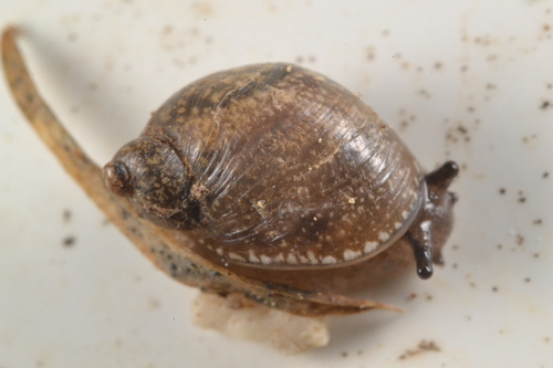 Succinea costaricana