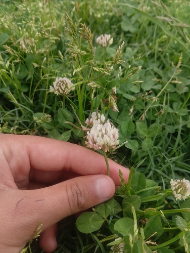 white clover