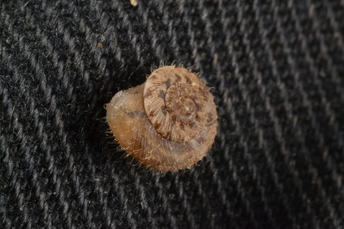 Xerotricha conspurcata