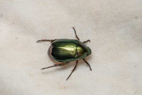 Anomala russiventris