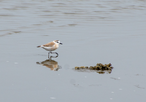 iNaturalist image