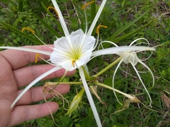 Hymenocallis liriosme