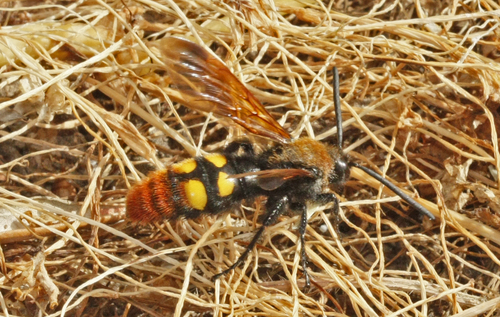 Mammoth Scoliid Wasp