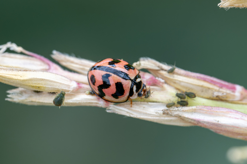 Six-spotted Zigzag Ladybird