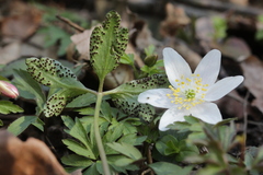 Tranzschelia anemones
