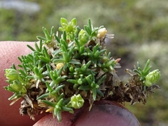 Cherleria sedoides